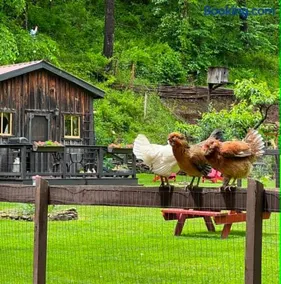 The Renovated Barn at Seneca Rocks - Image 1