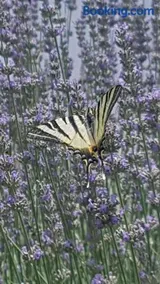 Apartment Lavanda garden - Image 1