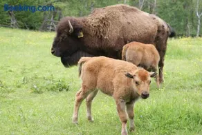 Caldisfarm Bison Lodge I Abgeschiedene Ferienwohnung im Böhmerwald - Image 2
