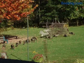 B&B Pinorama - Image 5