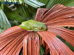 Luxurious rainforest lodge in FNQ - Image 2