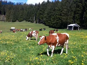 Rengethof - Image 3
