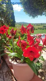 Agriturismo Mezzo Poggio Suvereto - Image 2