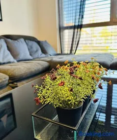 Brand New Apartment, Top Location-Near VIC/Danube - Image 2