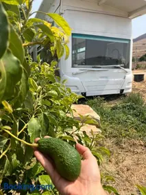 Leobus-לאו באס - Image 5