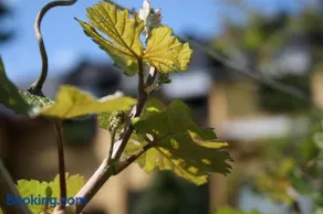 Wein- und Gästehaus Lentes - Image 1