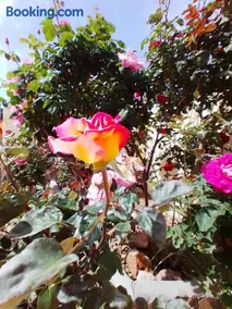 Las/Rosas - Image 1
