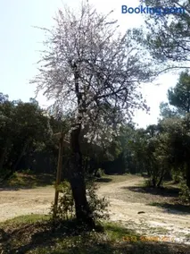 La Maison du Chichui - Image 3