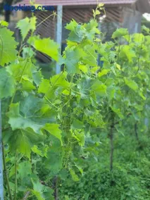 Weingut Lahmer August Appartment Rebstock - Image 2