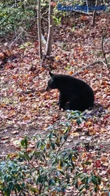 Southern Oak at Chalet Village - 5 Minutes from Gatlinburg and National Park - Image 5