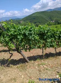 Tenuta del Bifan - Image 5