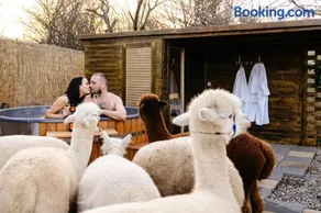 The Tribe Alpaca Retreat - Image 1