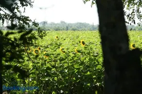 Lekehalom Tiszameer - Image 5