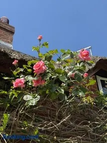 3 Bedrooms, 3 Double Beds, 6 Guests, Countryside Thatched Cottage - Image 3