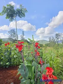 Elmadel Coffee Gardens- Family Villas, Couples Chalets, Holiday Getaway & Garden Coffee Shop, Rustic Gardens- 50kms from Nairobi - Image 2