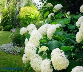 Domaine des hydrangeas - Image 2