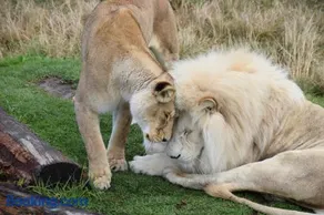 Tenikwa Wildlife Centre & Spa - Image 1