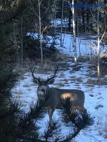 How would it feel to live close to the wildlife in a peaceful cozy cabin - Image 1