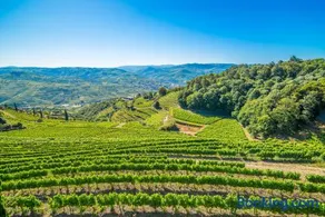 Quinta de Santa Júlia - Image 2