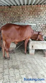 Royal Farm Bharatpur - Image 5
