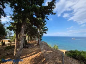 Olas y olivos - Image 3