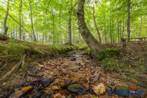 Firefly Creek In Copperhead Lodge - Image 5