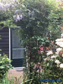B&B BLoom - Image 2
