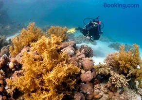 Dive Urge - Image 5