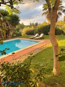 Natura & Relax Ficus - Image 3