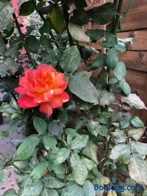 La Porta Nel Giardino - Image 4