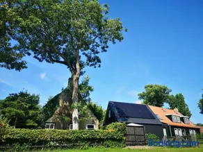 Lanterfant - Image 1