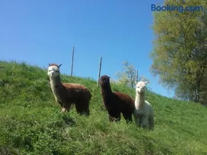 Sweet Home Alpacas - Image 3