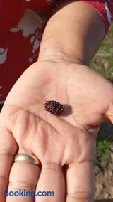 Fazenda Terra Bonita - Image 3
