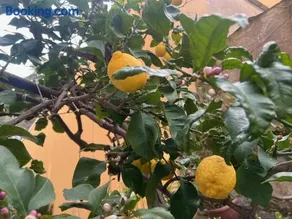 Appartamento vicino al mare - Image 1