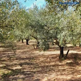 La Ferme des Oliviers - Image 2