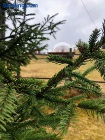 WildGlampingArieseni - Image 2