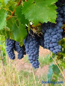 La Vigna 1803 - Image 4