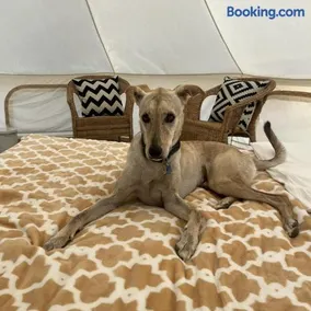 Naseem Farm Escape - dog-friendly camp site - Image 2