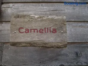 Camellia - Image 3