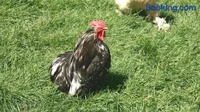 Cabana lemn rotund cu ciubar de închiriat Bucovina Chalet - Image 3