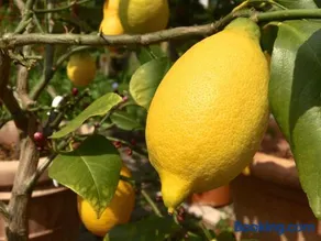 Casa Limone - Image 2