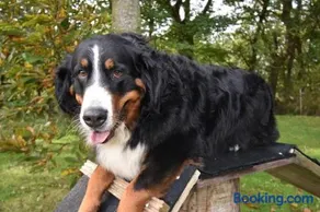 Appartamento adatto alle famiglie con giardino e griglia | Ammette animali domestici - Image 4