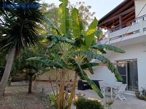 LA CASA DEL NOCE - Image 3