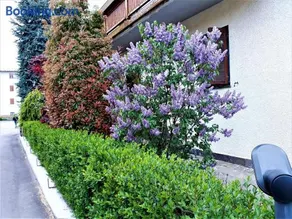 Alla casa del cedro - Image 2
