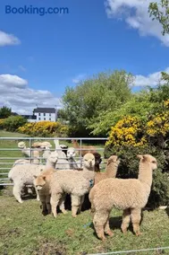The Alpaca Farmhouse with hot tub and complimentary alpaca experience - Image 4