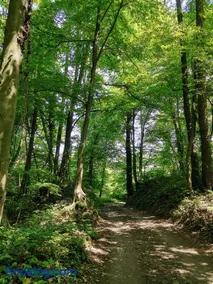 Forest paradise - Image 4
