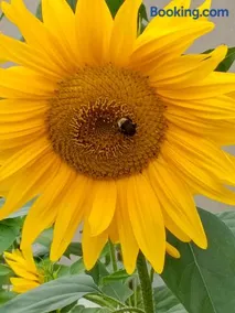 Biohof Auinger, der Tiererlebnishof - Image 3