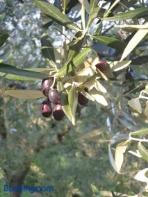 L' Oliva Nera - Image 1