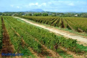 Domaine du Mas du Pont - Image 1