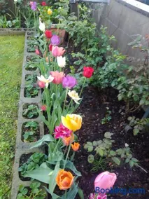 Le Rose Sul Lago - Image 1